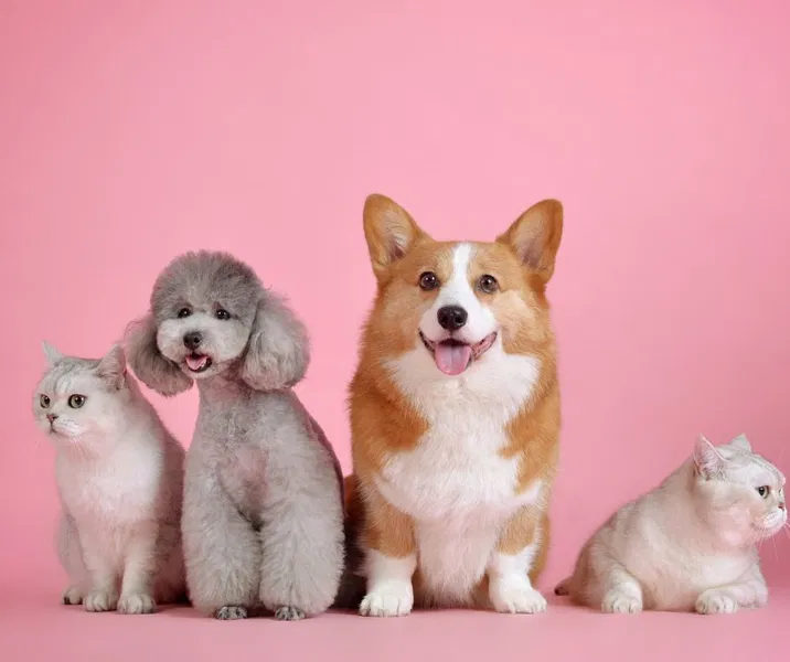 Pet Friendly Rentals in Nashville: Tapping Into a Growing Market